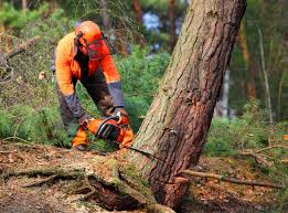 Best Tree Cabling and Bracing  in South Burlington, VT