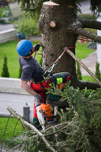 How Our Tree Care Process Works  in  South Burlington, VT